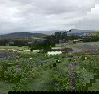 Kareelah Berry Farm - Internet Find