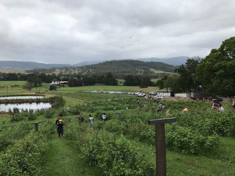 Kareelah Berry Farm - Internet Find 0