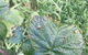 Kareelah Berry Farm - thumb 2