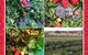Kareelah Berry Farm - thumb 4