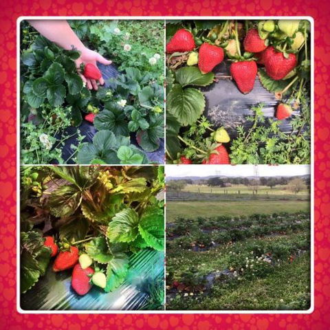 Kareelah Berry Farm - Internet Find 4