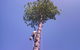NQ Tree Lopping - thumb 2