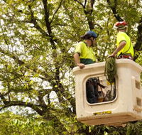 Paradise Tree Services - Internet Find