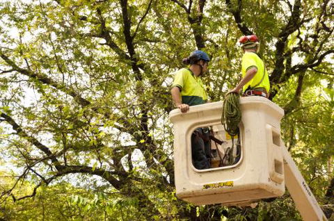 Paradise Tree Services - Internet Find 0