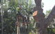 Paradise Tree Services - thumb 2