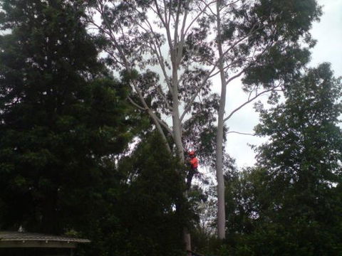A1 Tree Service NSW Pty Ltd - Internet Find 1
