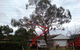 A1 Tree Service NSW Pty Ltd - thumb 2