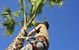 Complete Tree Management - thumb 2