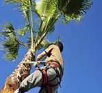 Complete Tree Management - Internet Find 2