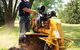 Complete Tree Management - thumb 5