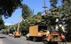 Complete Tree Management - thumb 6