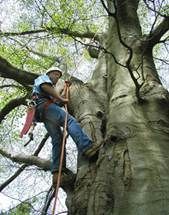 Complete Tree Management - Internet Find 7