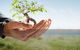 Complete Tree Management - thumb 8