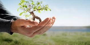 Complete Tree Management - Internet Find 8