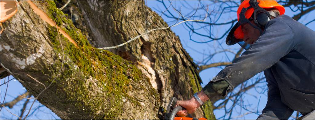 Tree Stump Removal North Mackay QLD Internet Find
