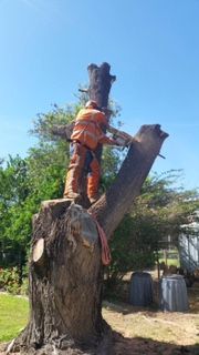Tree Stump Removal Moranbah QLD Internet Find