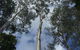 Cubis Steve–Lismore/Evans Head Tree Services - thumb 2