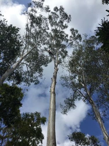 Cubis Steve–Lismore/Evans Head Tree Services - Internet Find 2