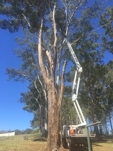 Cubis Steve–Lismore/Evans Head Tree Services - Internet Find 3
