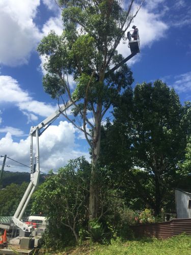 Cubis Steve–Lismore/Evans Head Tree Services - Internet Find 4