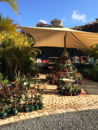 Tree Stump Removal Kiama NSW Internet Find