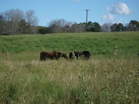 Gin Gin Country Realty - Internet Find 3