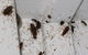 Mackay Pest Control - thumb 1
