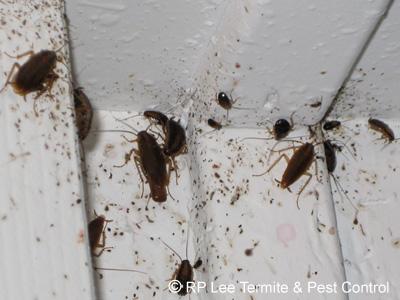 Mackay Pest Control - Internet Find 1