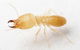 Mackay Pest Control - thumb 2