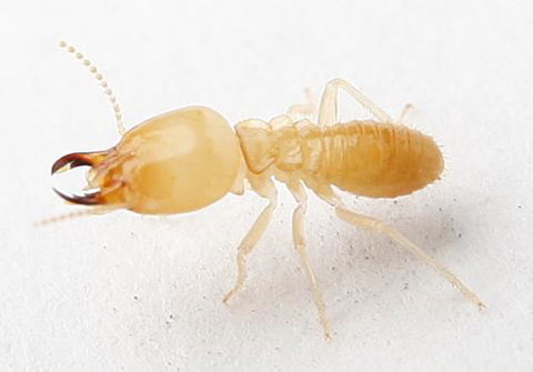 Mackay Pest Control - Internet Find 2