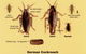 Mackay Pest Control - thumb 3