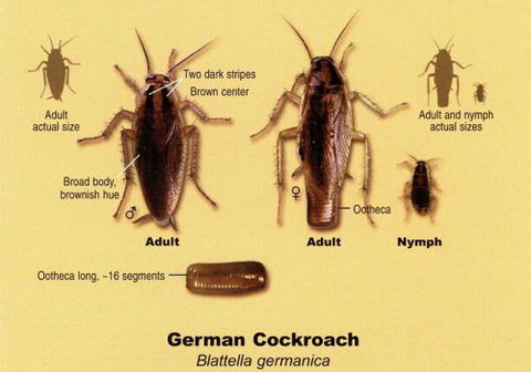 Mackay Pest Control - Internet Find 3
