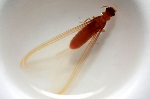 Mackay Pest Control - Internet Find 4