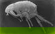 Mackay Pest Control - thumb 6