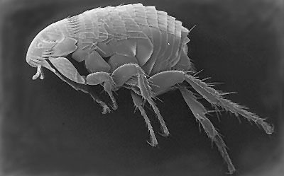 Mackay Pest Control - Internet Find 6