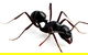 Mackay Pest Control - thumb 7