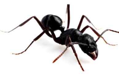 Mackay Pest Control - Internet Find 7