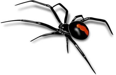 Mackay Pest Control - Internet Find 8