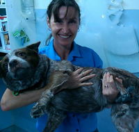 Proserpine Vet Surgery - Internet Find