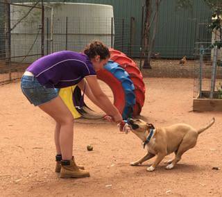 Clubs Dog Dubbo NSW Internet Find