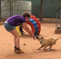 Pinecrest Boarding Kennels  Cattery - Internet Find