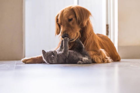 Merooka Boarding Cattery & Kennel - Internet Find 0