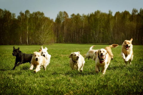Merooka Boarding Cattery & Kennel - Internet Find 1