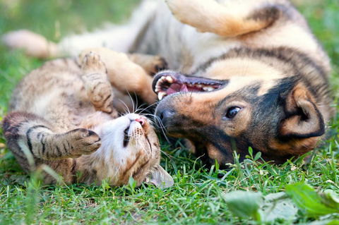 Merooka Boarding Cattery & Kennel - Internet Find 3