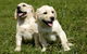 Merooka Boarding Cattery & Kennel - thumb 4