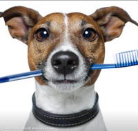 Kingscliff Veterinary Hospital - Internet Find