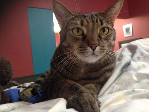 Litchfield Veterinary Hospital - Internet Find 1