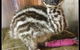 Howard Springs Veterinary Clinic - thumb 0