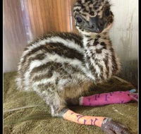 Howard Springs Veterinary Clinic - Internet Find