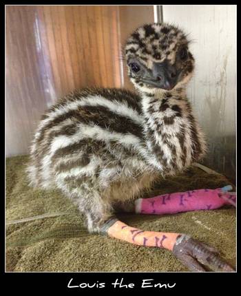Howard Springs Veterinary Clinic - Internet Find 0